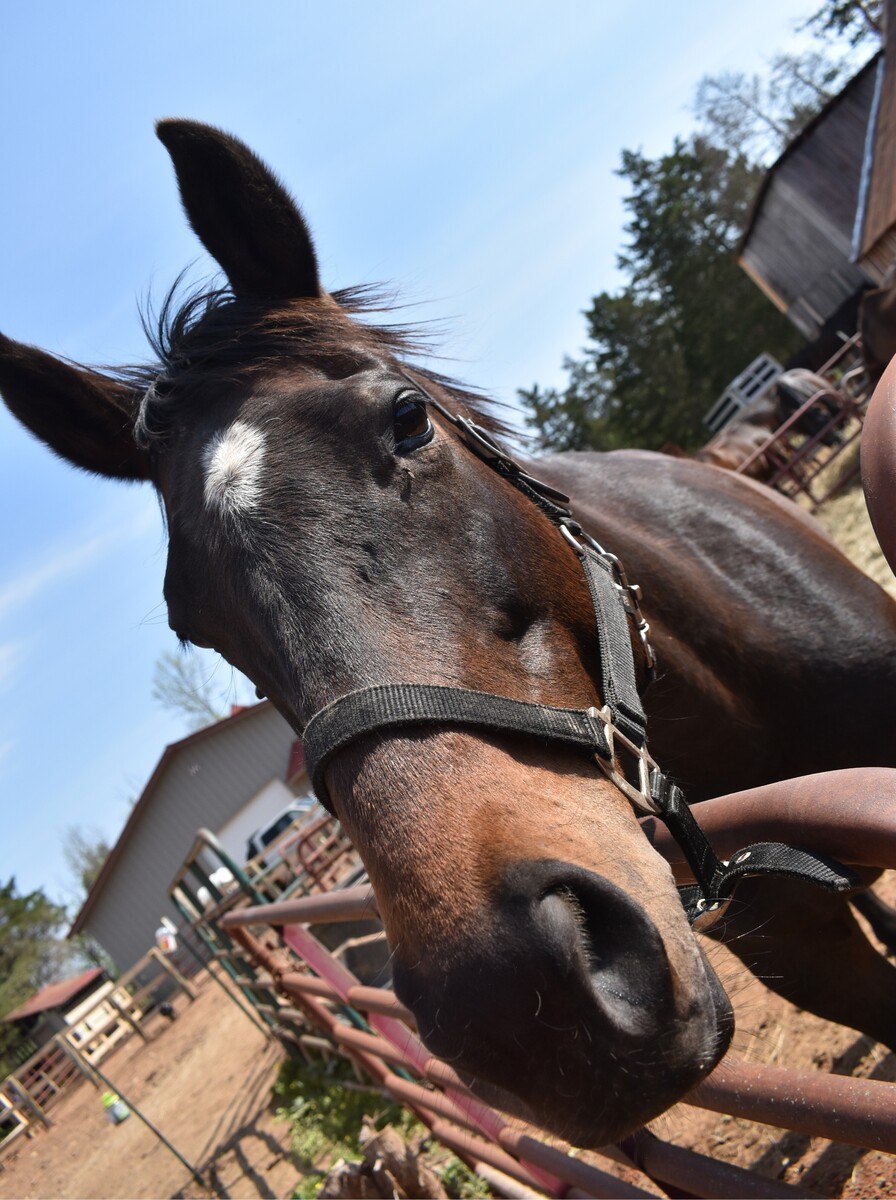Lucky 7, 12yo Thoroughbred mare, 15.3hh