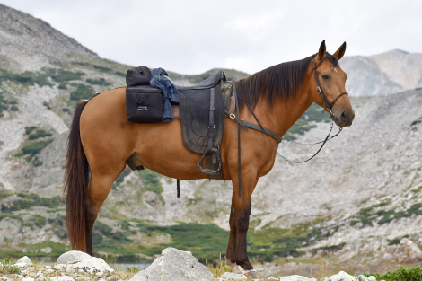 Rambler, 10yo Kentucky Mountain Horse gelding, 15.2hh