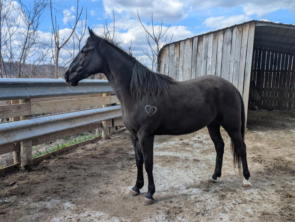Sela-  MEDICAL HOLD, 4yo American Quarter Horse/Tennessee Walking Horse mare, 15.0hh