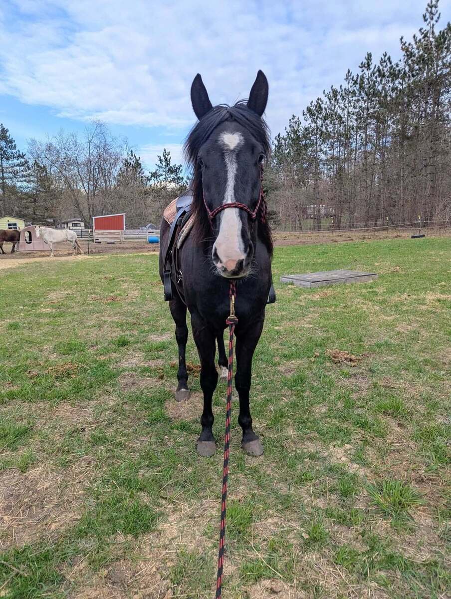Sela-  MEDICAL HOLD, 4yo American Quarter Horse/Tennessee Walking Horse mare, 15.0hh