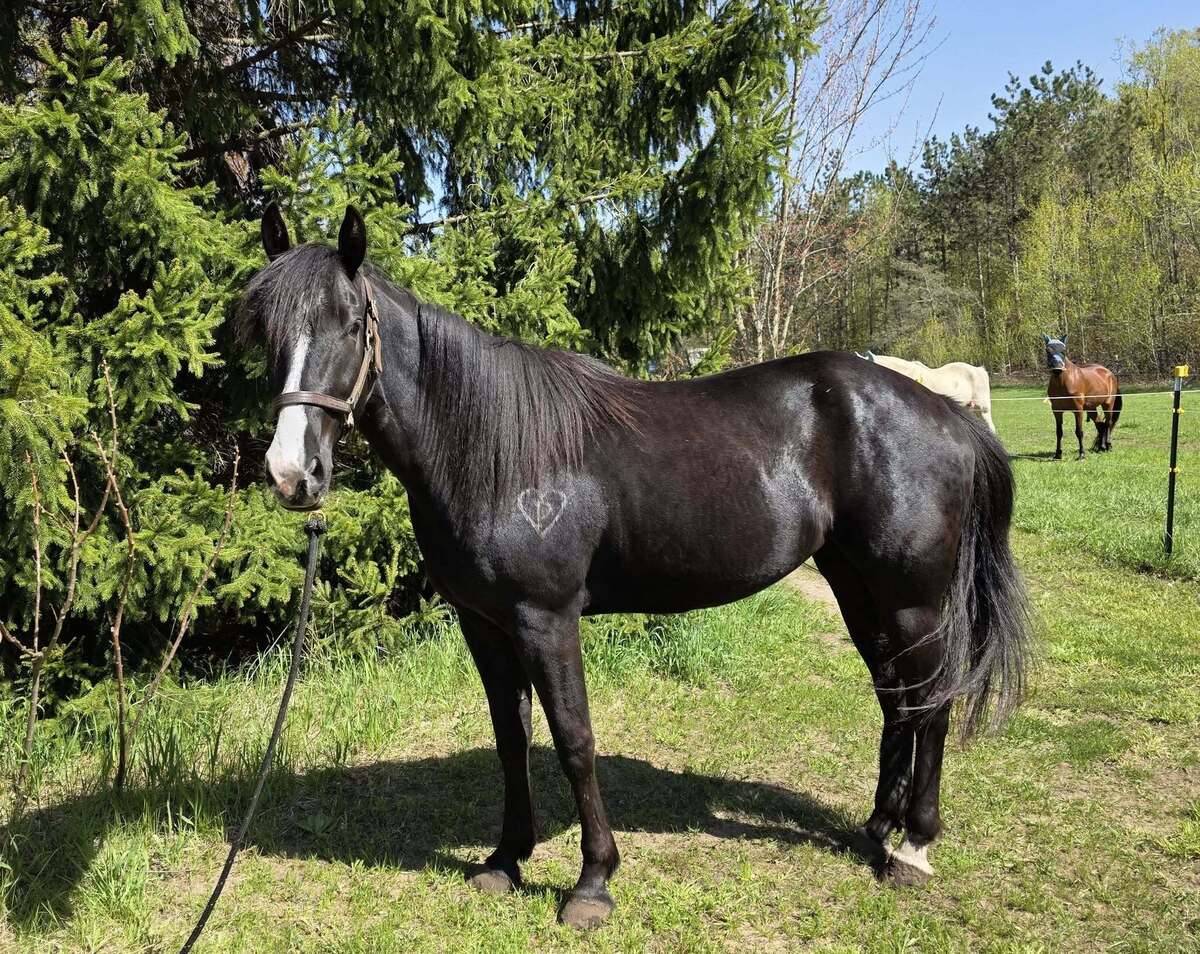 Sela-  MEDICAL HOLD, 4yo American Quarter Horse/Tennessee Walking Horse mare, 15.0hh