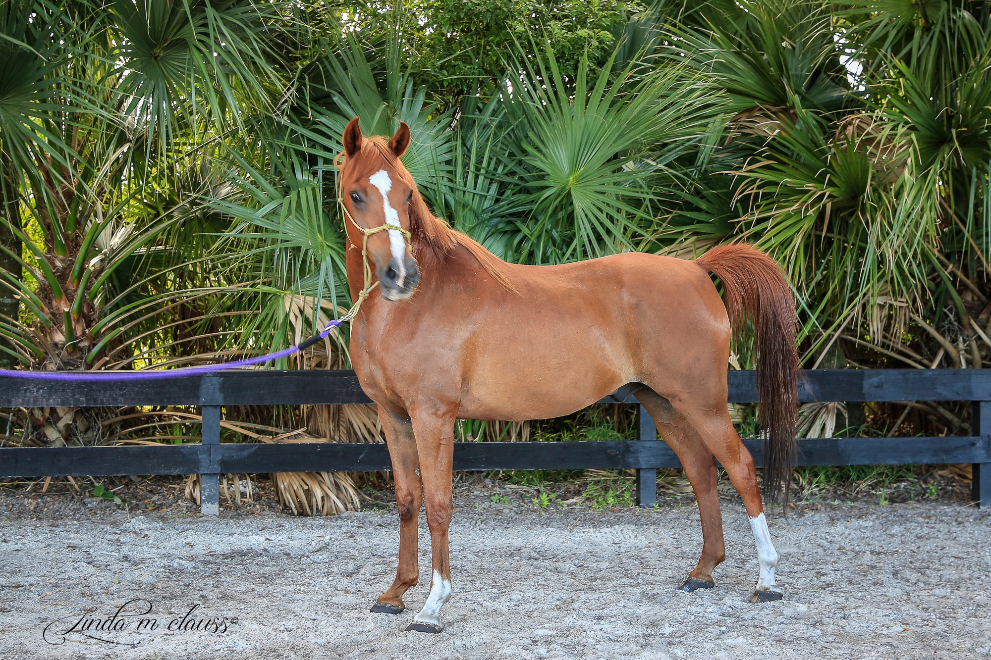 Sebona, 16yo Arabian gelding, 14.2hh