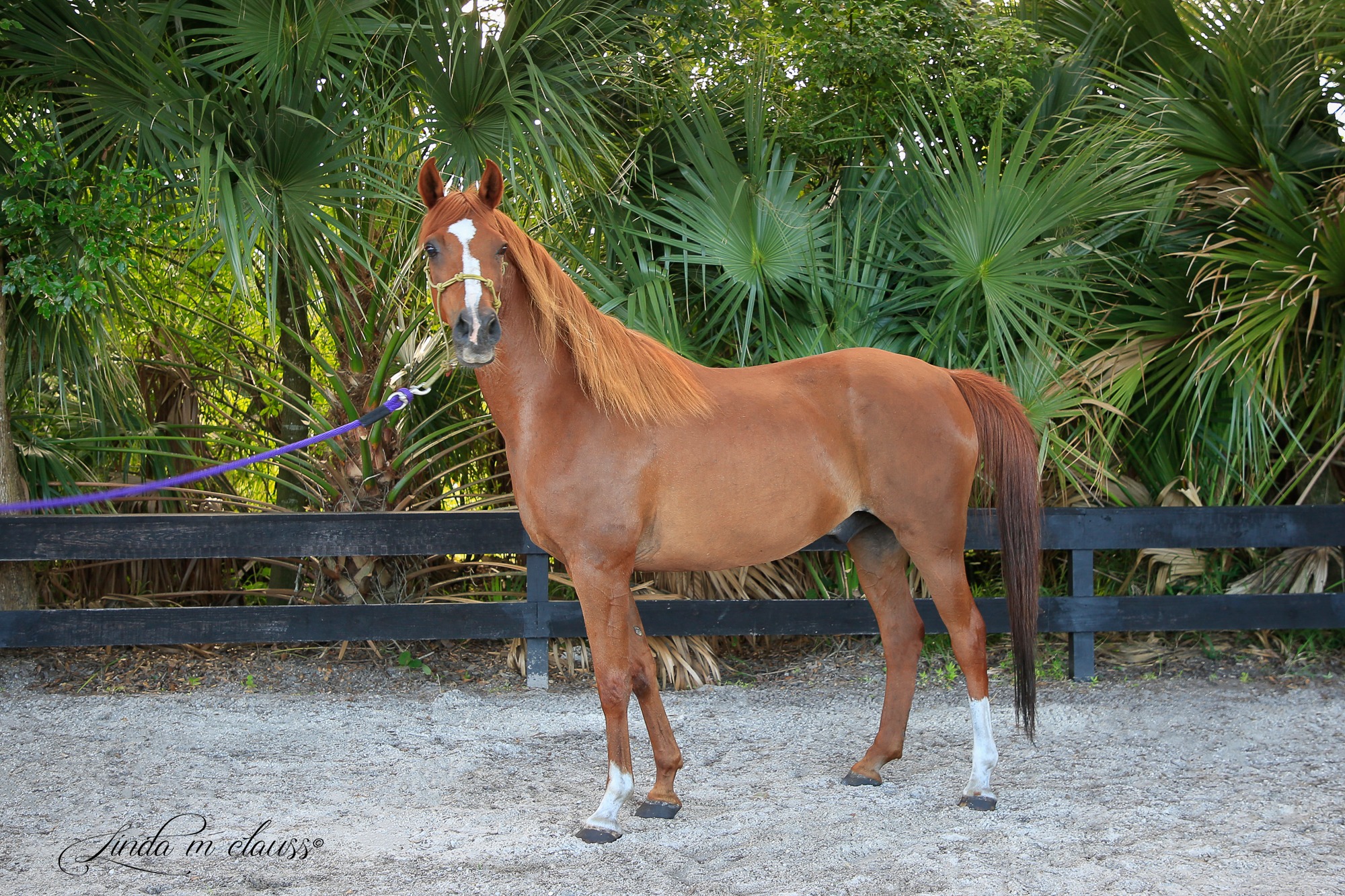 Sebona, 16yo Arabian gelding, 14.2hh