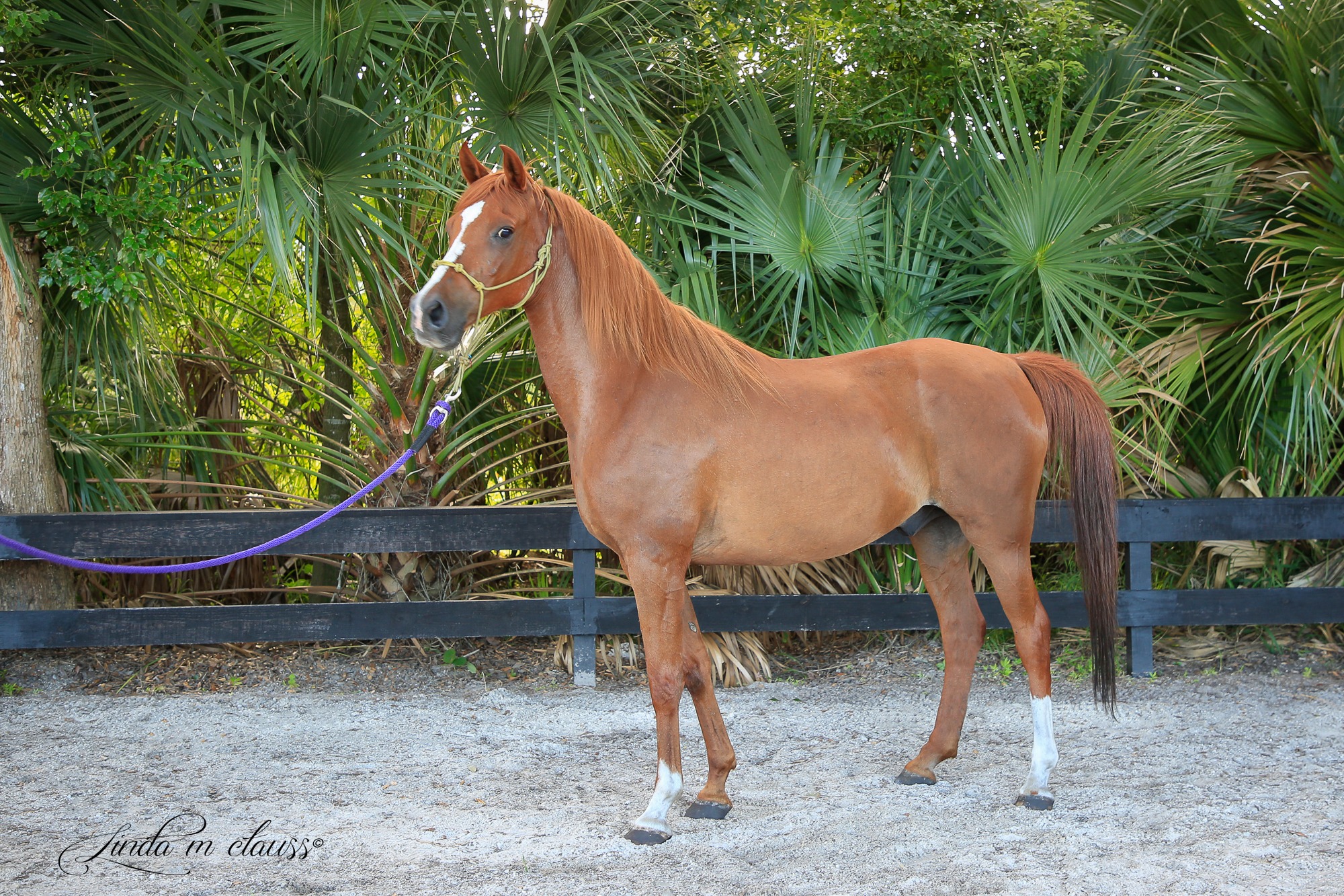 Sebona, 16yo Arabian gelding, 14.2hh