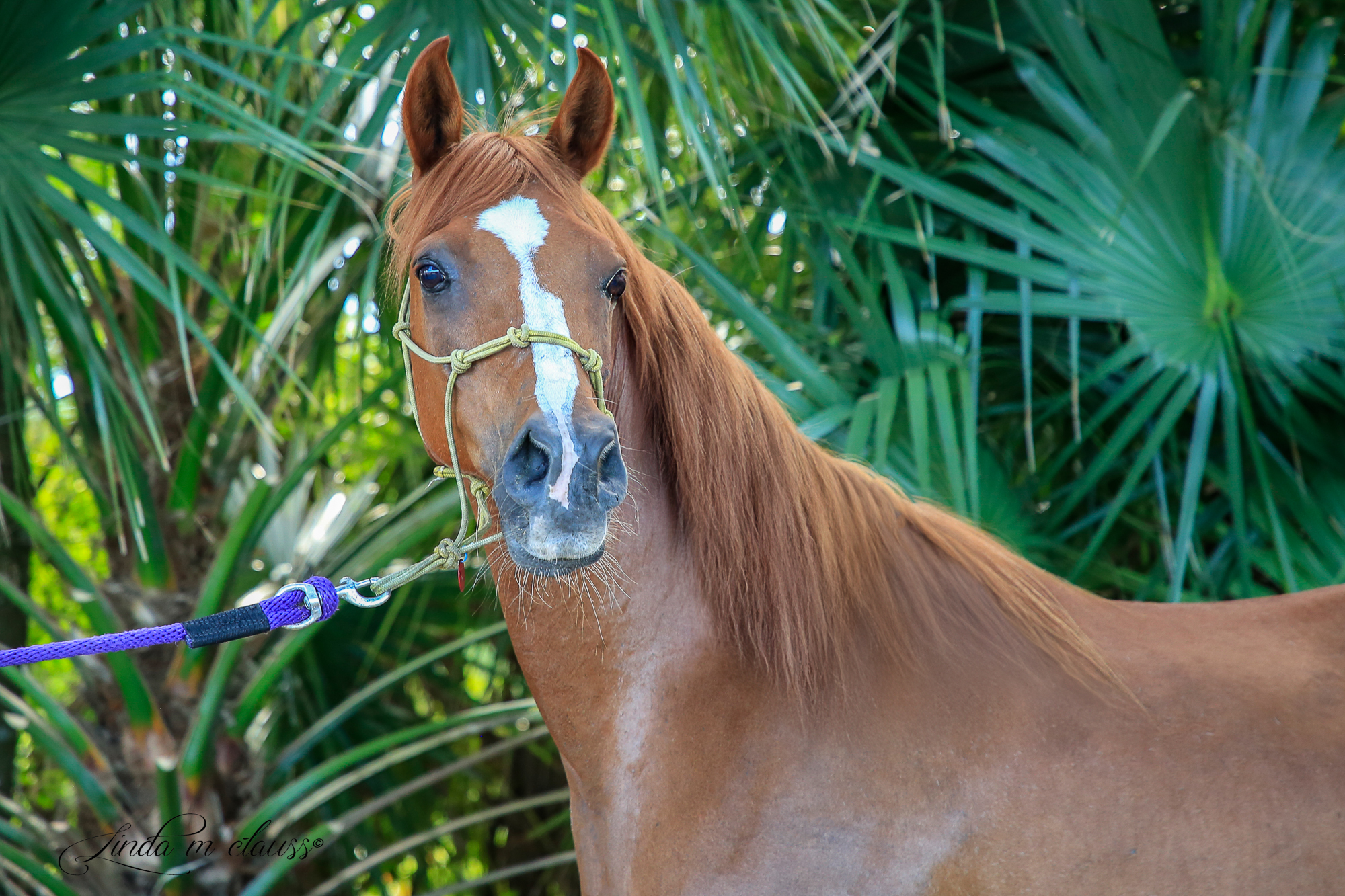 Sebona, 16yo Arabian gelding, 14.2hh
