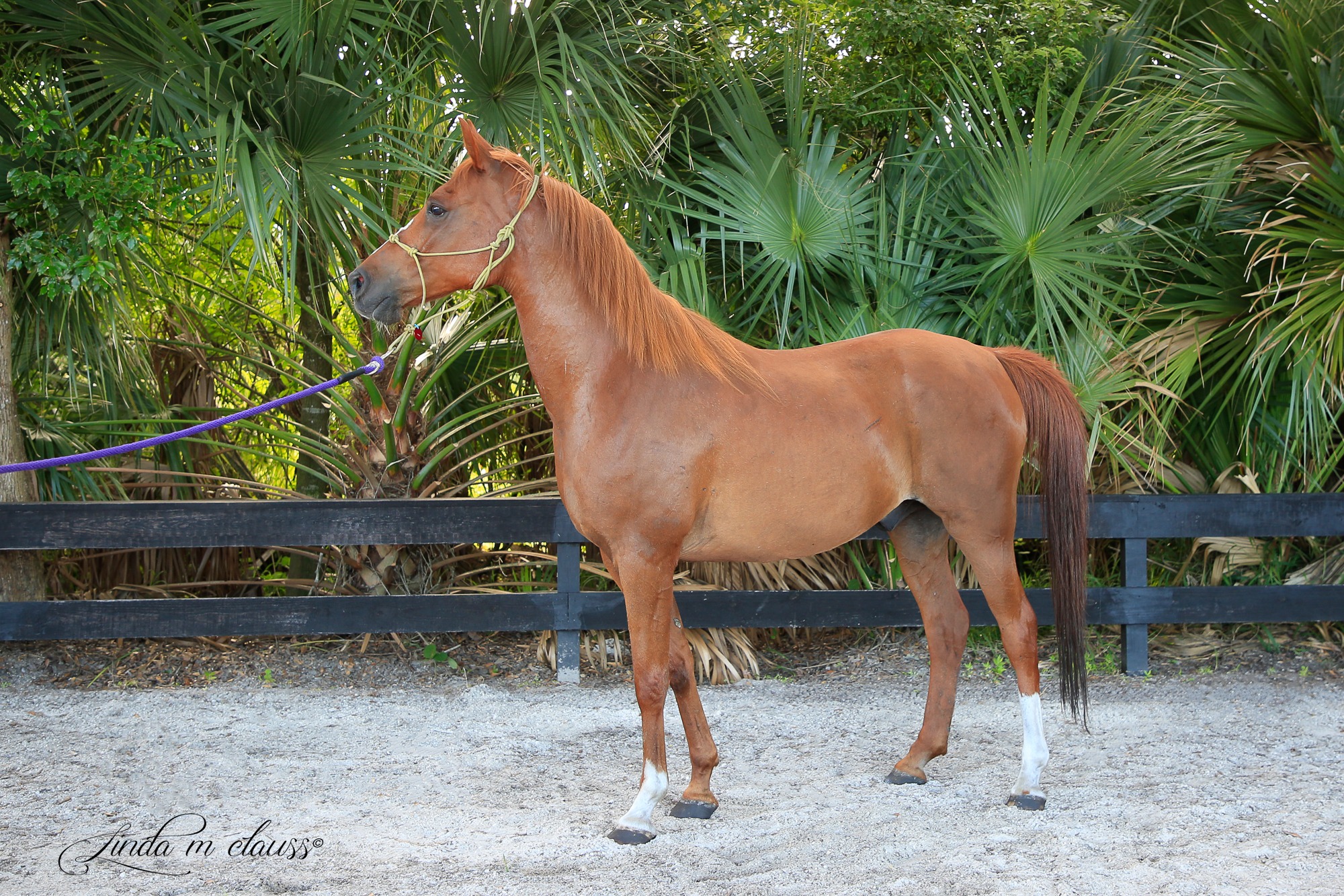 Sebona, 16yo Arabian gelding, 14.2hh
