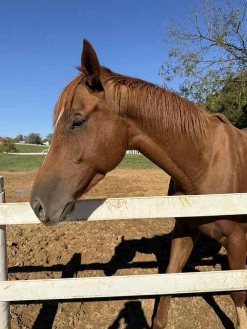 Rudd's Rocket (Sawyer), 5yo Thoroughbred gelding, 16.0hh