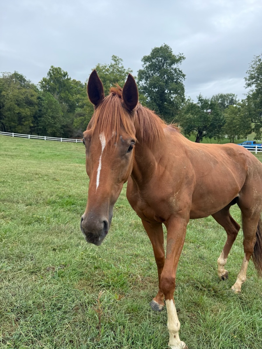 Rudd's Rocket (Sawyer), 5yo Thoroughbred gelding, 16.0hh