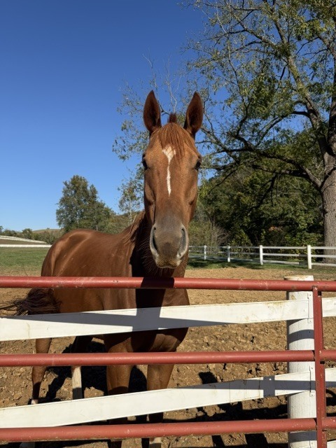 Rudd's Rocket (Sawyer), 5yo Thoroughbred gelding, 16.0hh