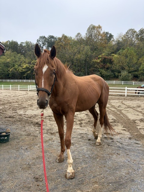 Rudd's Rocket (Sawyer), 5yo Thoroughbred gelding, 16.0hh