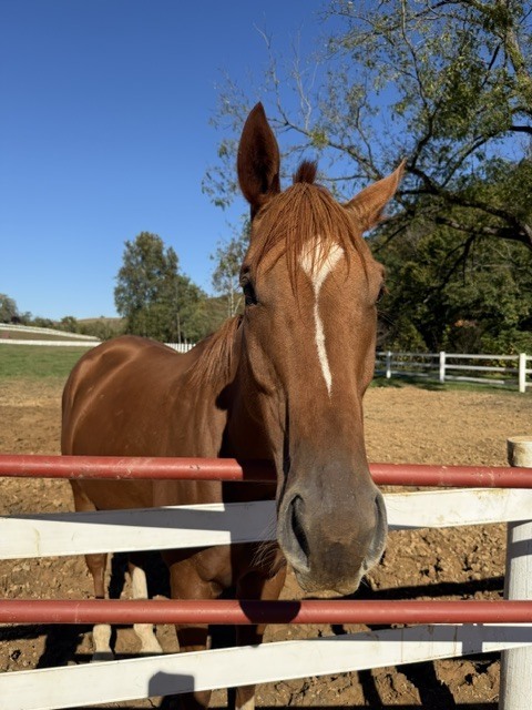 Rudd's Rocket (Sawyer), 5yo Thoroughbred gelding, 16.0hh