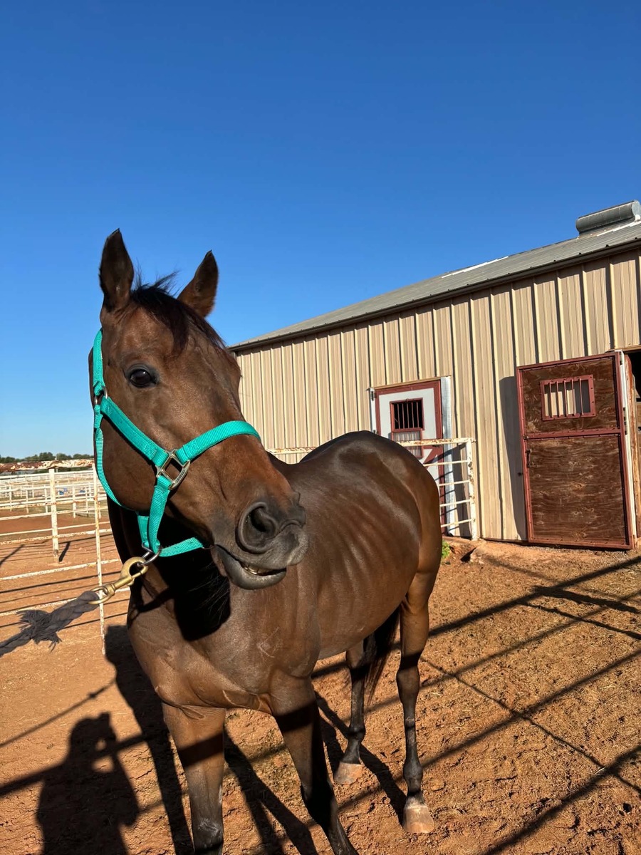 Sword Of Gold, 7yo Thoroughbred gelding, 16.0hh