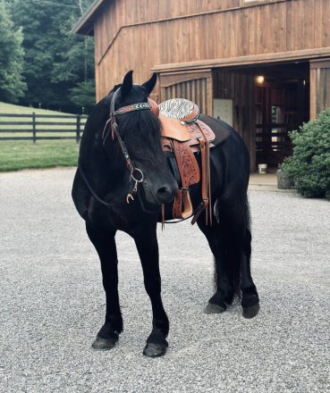 On My Honor (Honor), 7yo Friesian Cross Percheron gelding, 15.1hh