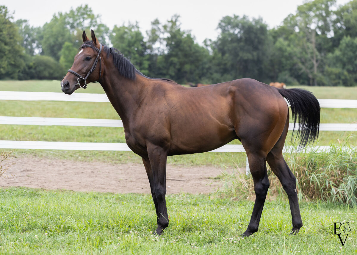 Gimme Gimme, 4yo Thoroughbred gelding, 15.2hh