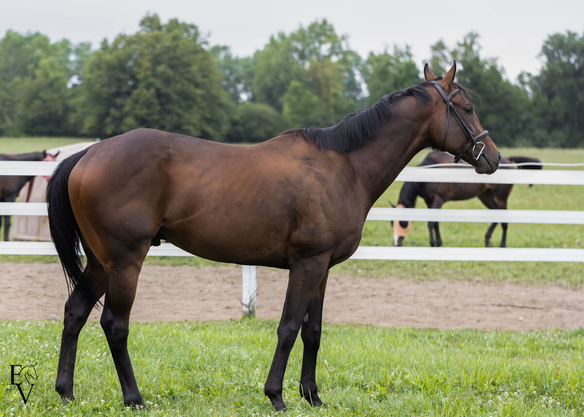 Gimme Gimme, 4yo Thoroughbred gelding, 15.2hh