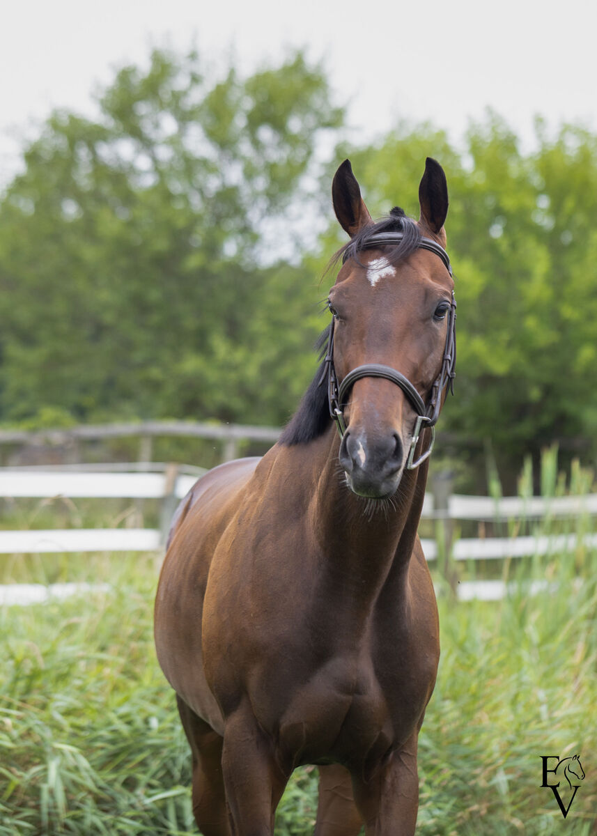Gimme Gimme, 4yo Thoroughbred gelding, 15.2hh