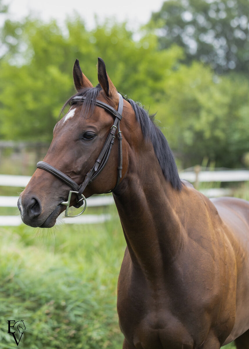 Gimme Gimme, 4yo Thoroughbred gelding, 15.2hh