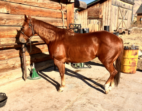 DH bronze five stud (Jam), 11yo AQHA Quarter Horse gelding, 15.2hh