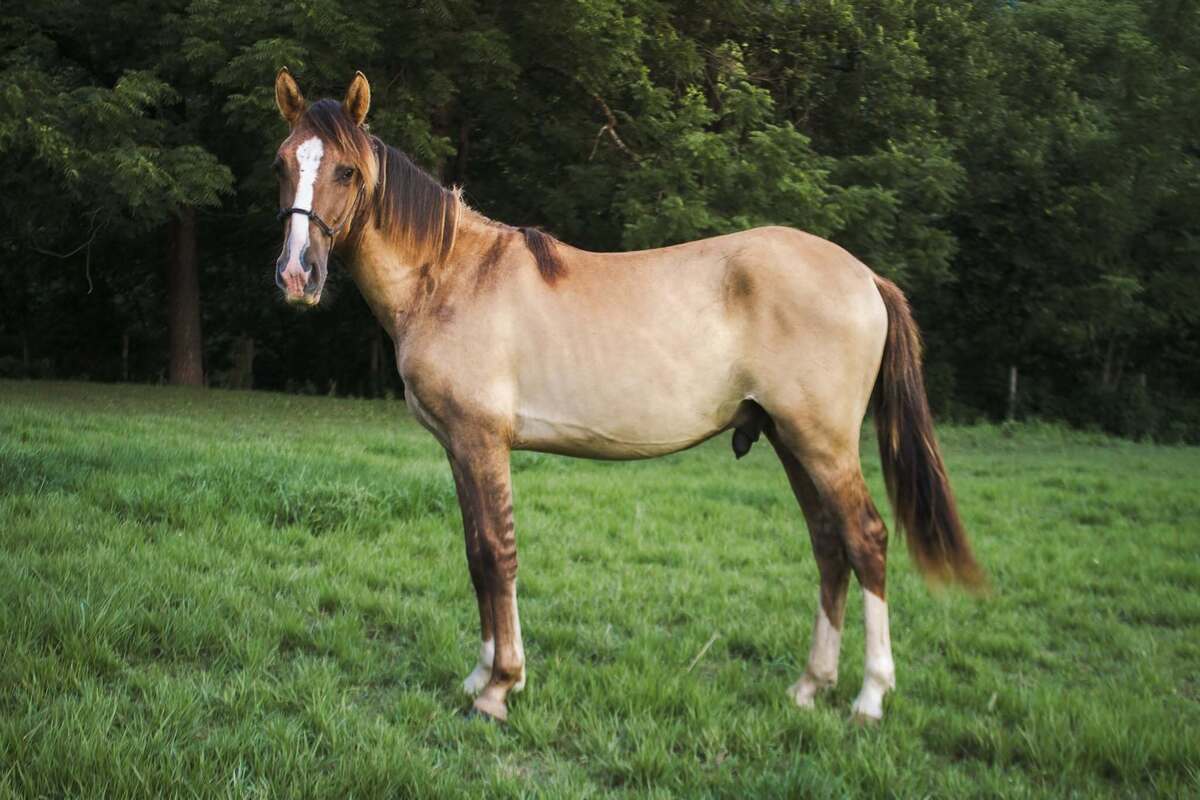 Triscuit, 1yo Rocky Mountain Horse gelding, 11.0hh