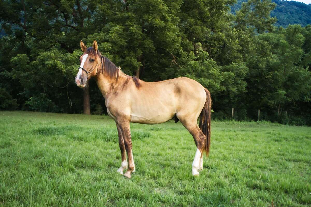 Triscuit, 1yo Rocky Mountain Horse gelding, 11.0hh