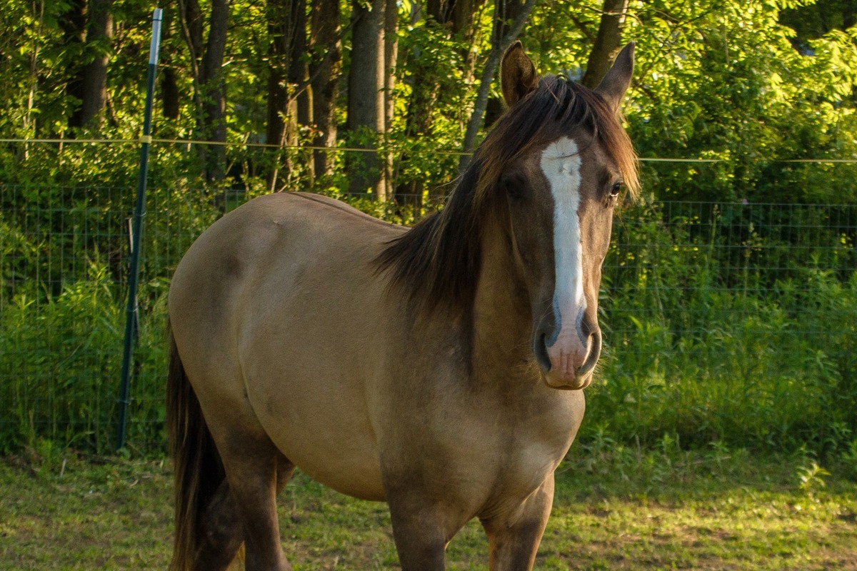 Triscuit, 1yo Rocky Mountain Horse gelding, 11.0hh