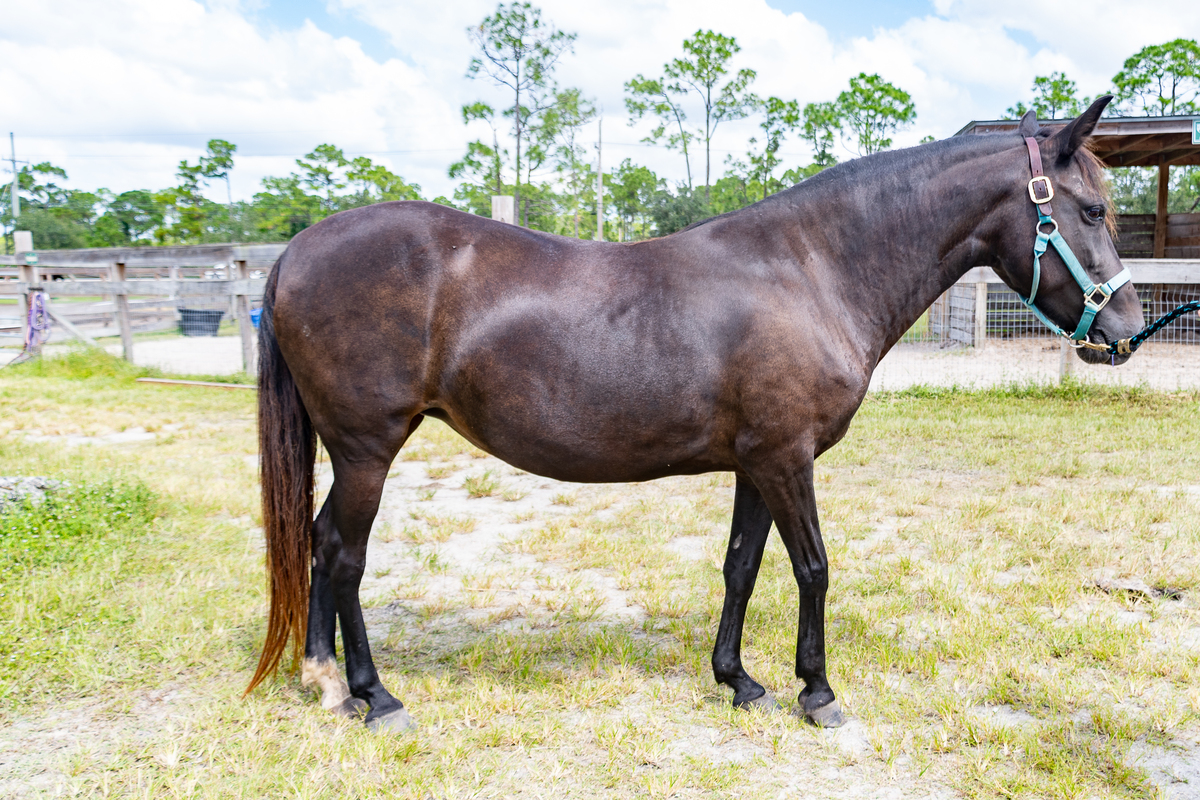 Noelle, 24yo Paso Fino mare, 13.0hh