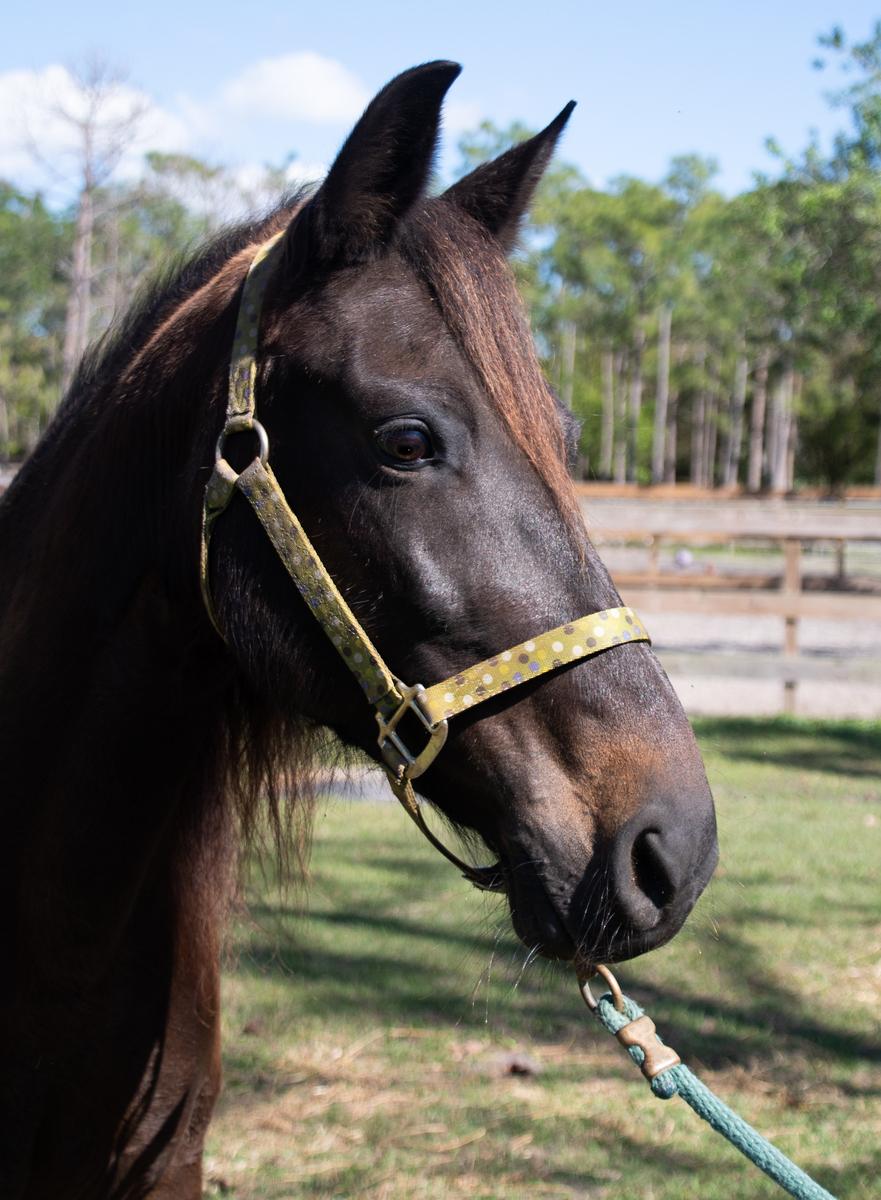Noelle, 24yo Paso Fino mare, 13.0hh