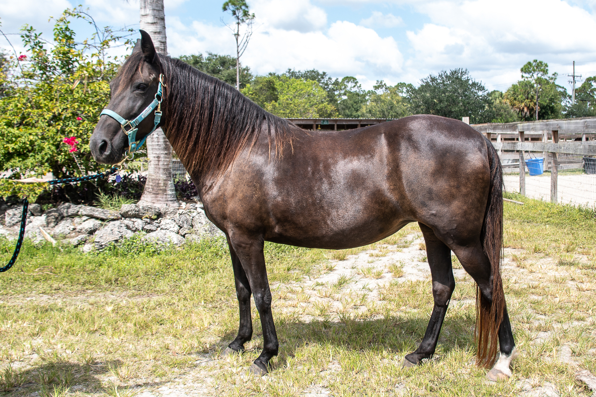 Noelle, 24yo Paso Fino mare, 13.0hh