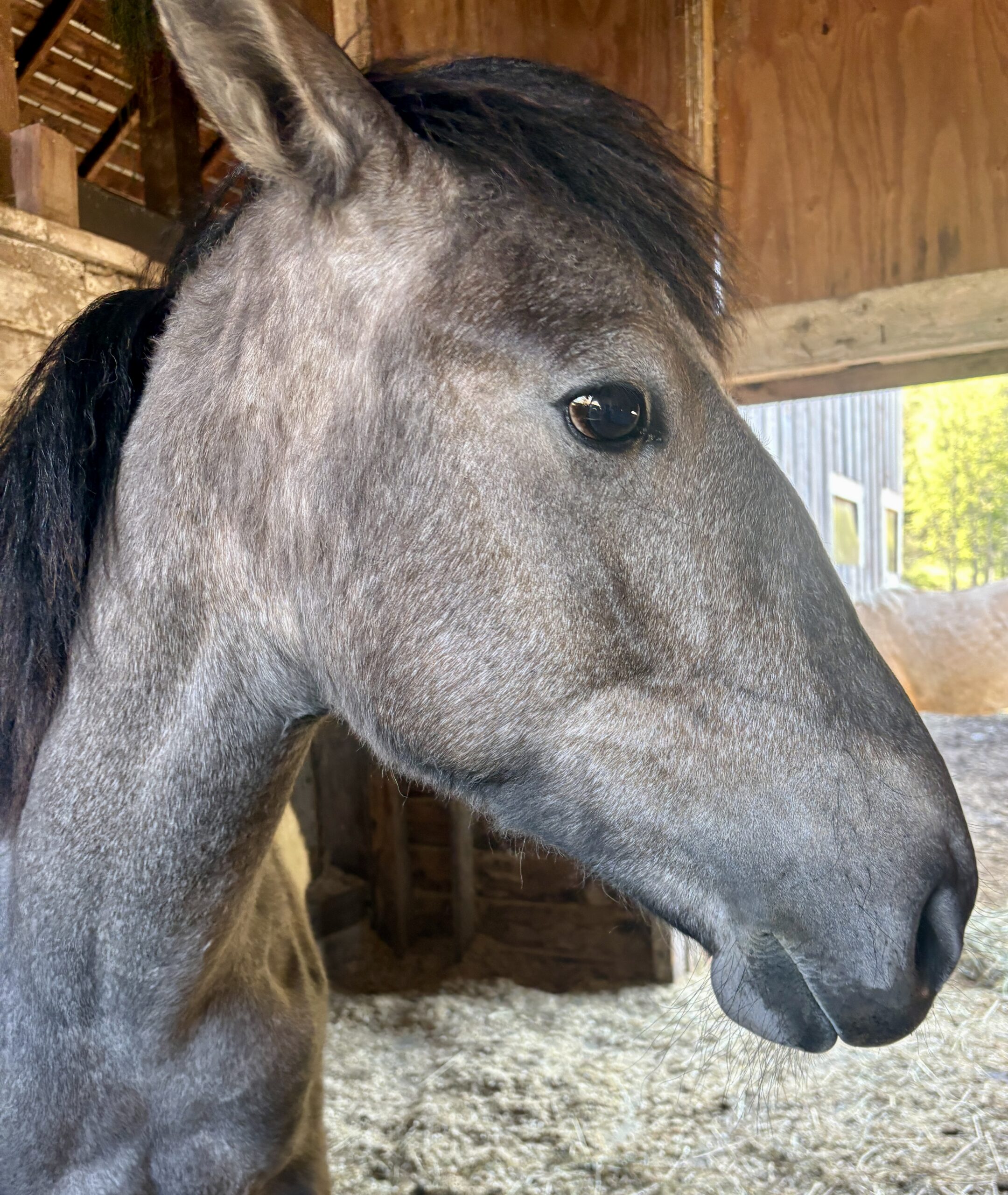 Liam, 1yo Mustang gelding