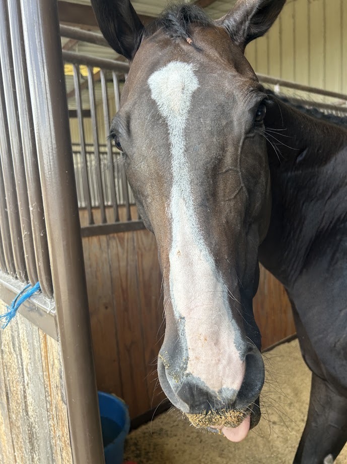 Im All Mixed Up (Melange), 9yo Thoroughbred mare, 16.0hh