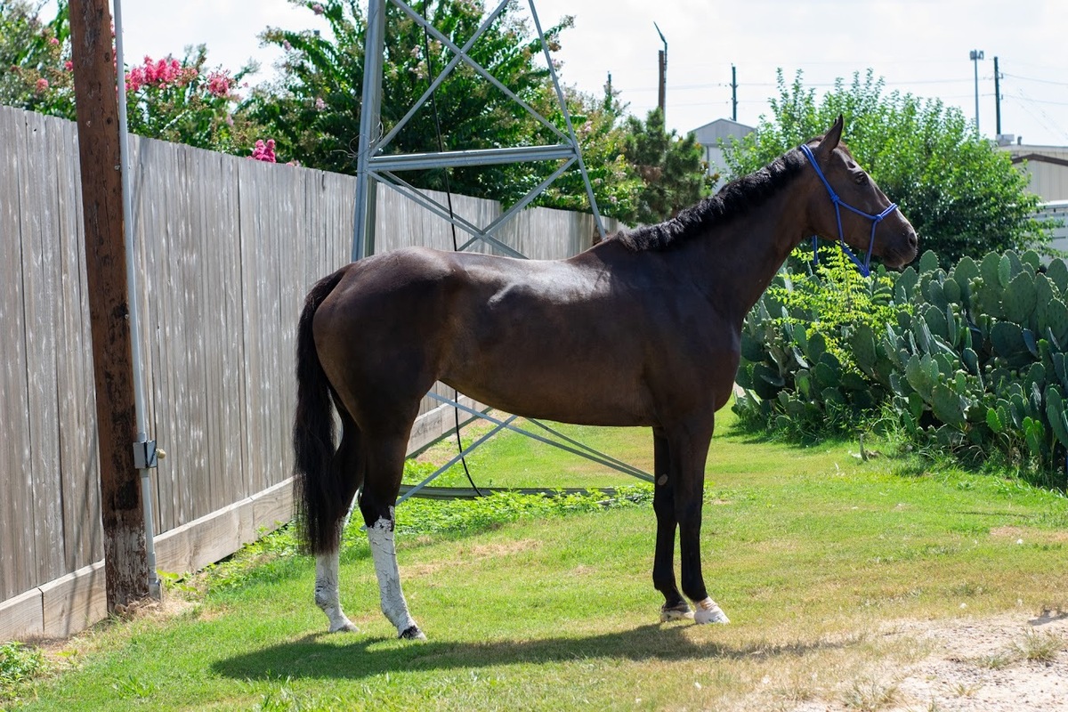 Im All Mixed Up (Melange), 9yo Thoroughbred mare, 16.0hh