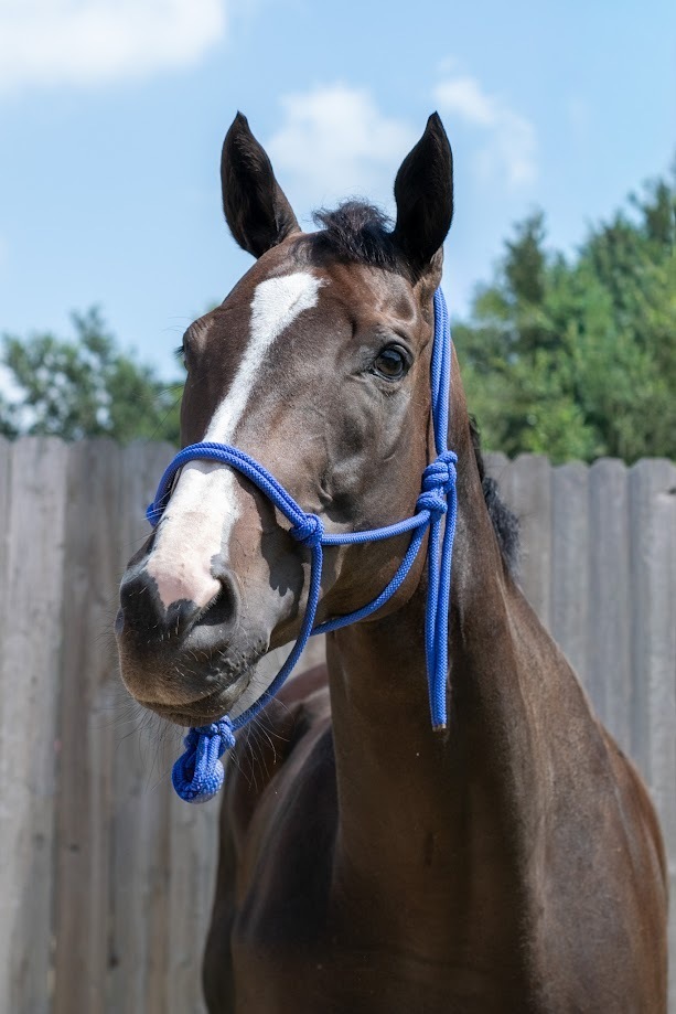 Im All Mixed Up (Melange), 9yo Thoroughbred mare, 16.0hh