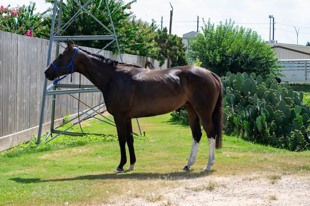 Im All Mixed Up (Melange), 9yo Thoroughbred mare, 16.0hh