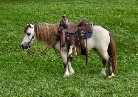 Butterscotch, 6yo Miniature Horse gelding, 33 Incheshh