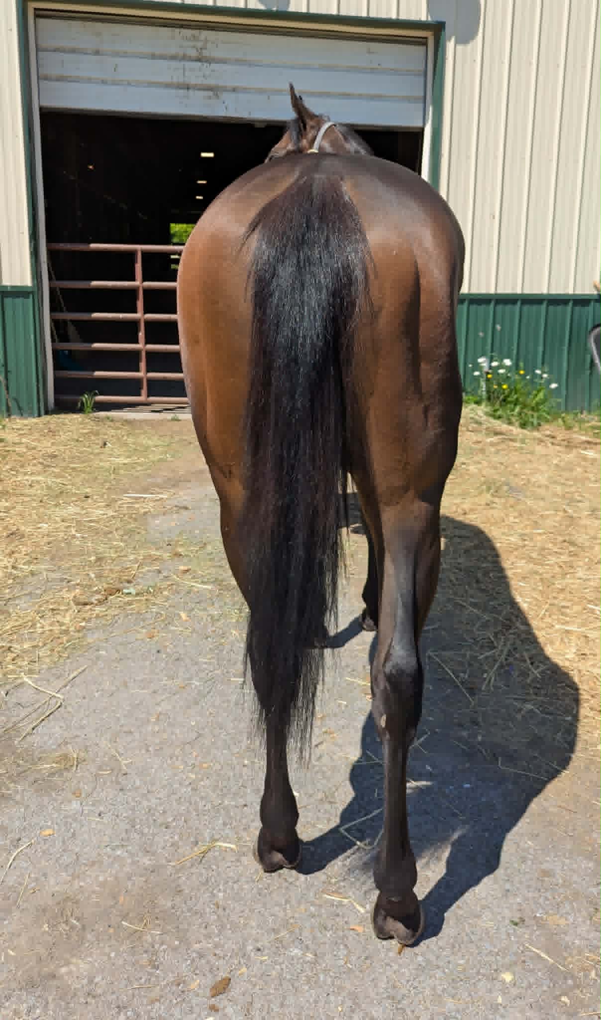 So Tru, 3yo Thoroughbred mare, 15.2hh