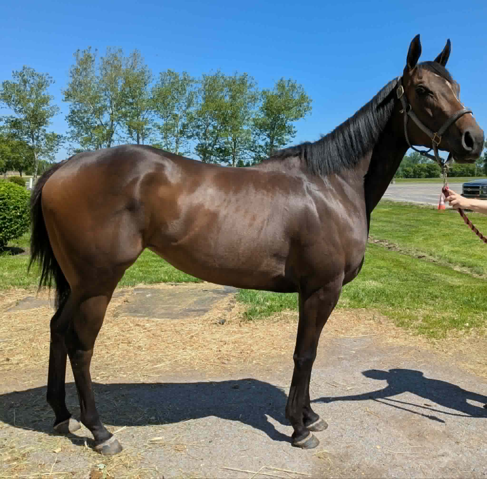 So Tru, 3yo Thoroughbred mare, 15.2hh