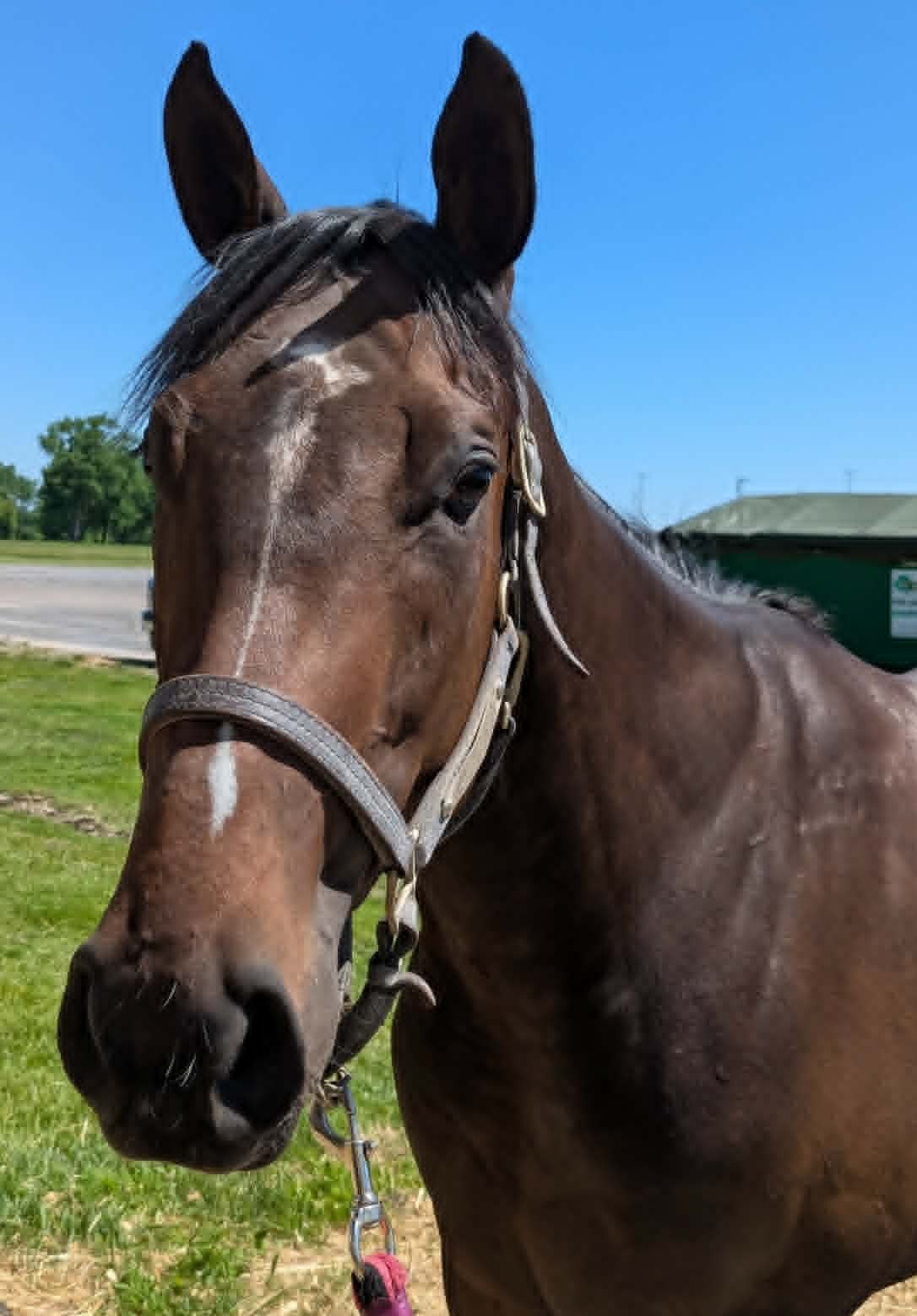 So Tru, 3yo Thoroughbred mare, 15.2hh