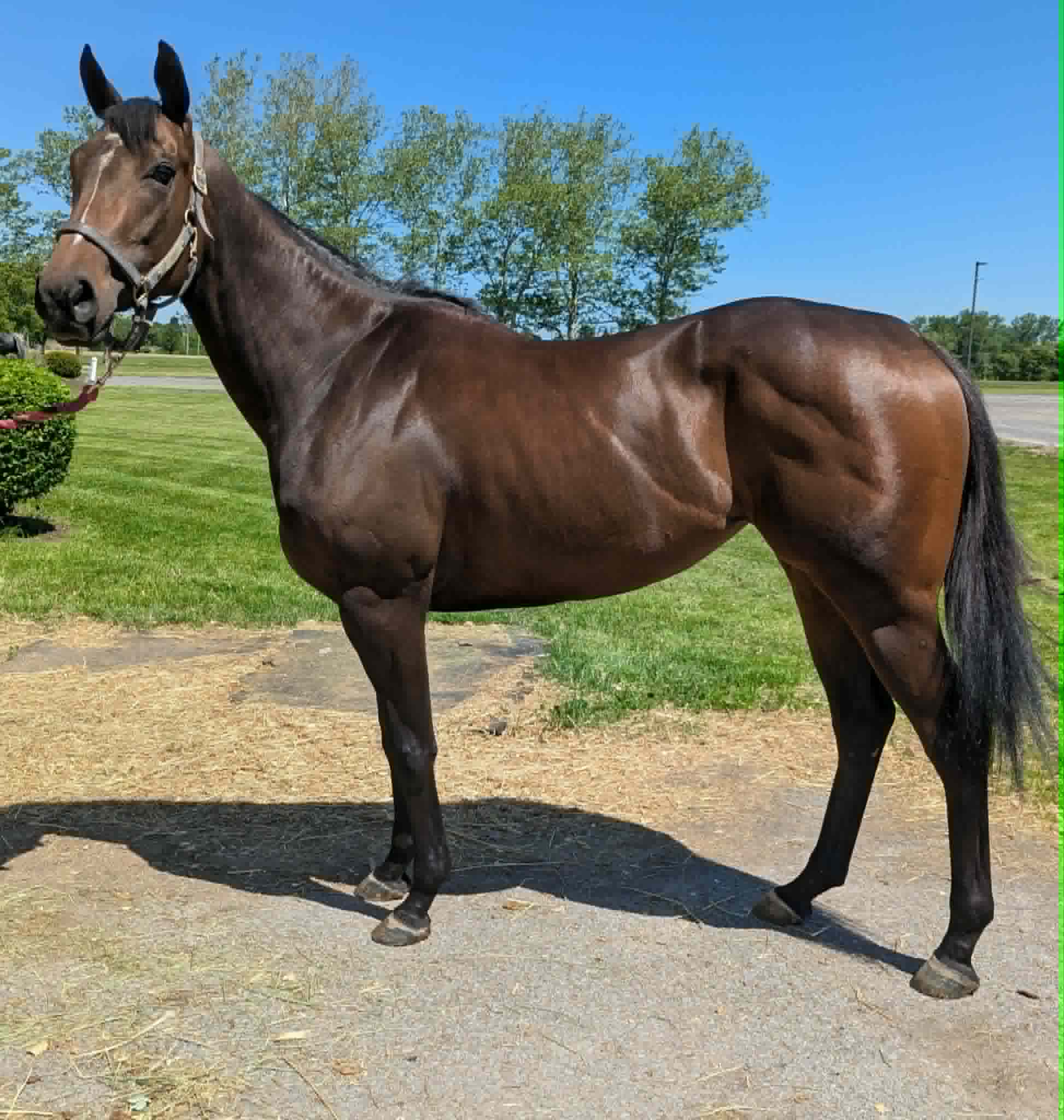 So Tru, 3yo Thoroughbred mare, 15.2hh