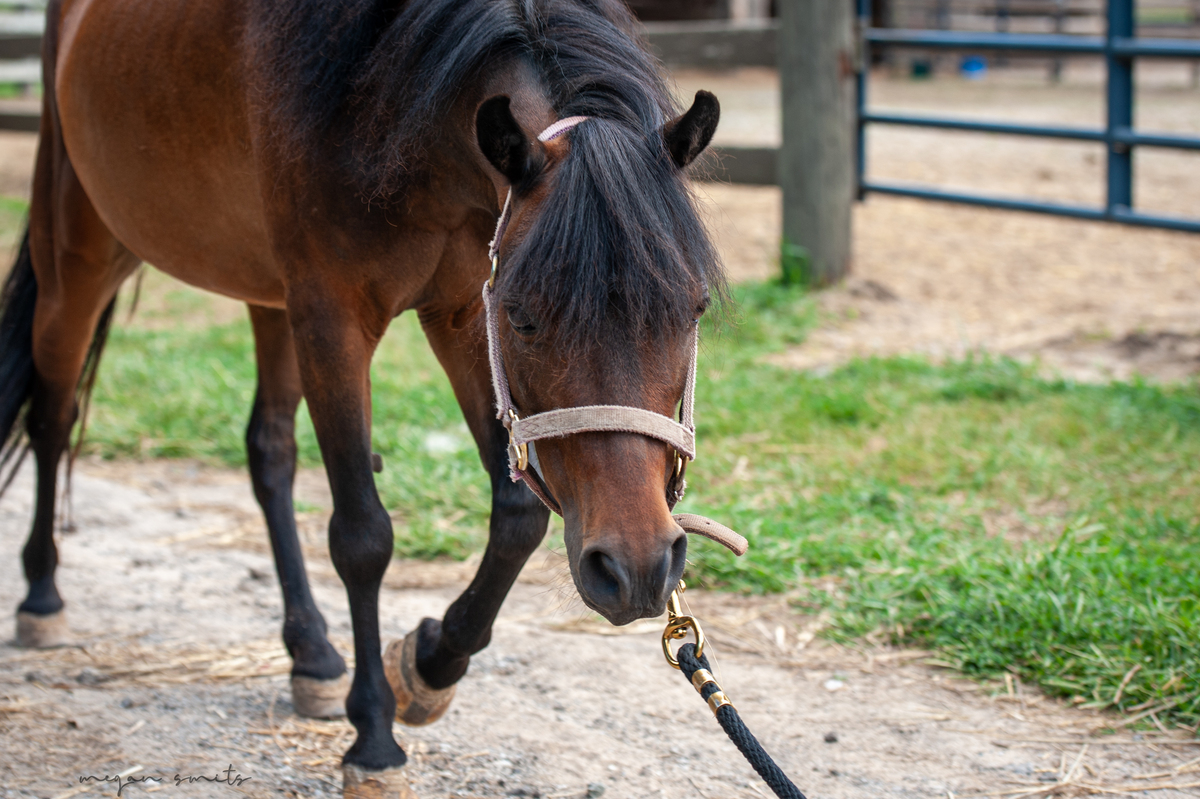 Berry, 5yo Pony mare, 10.2hh