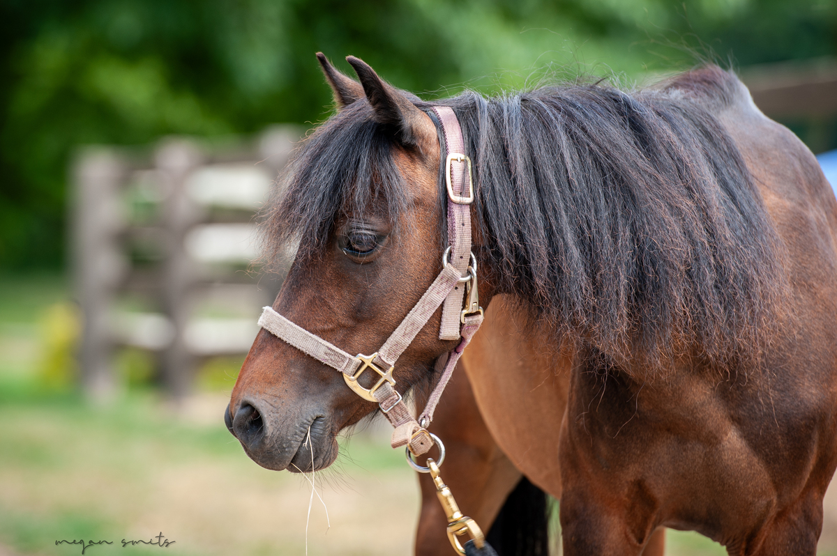 Berry, 5yo Pony mare, 10.2hh