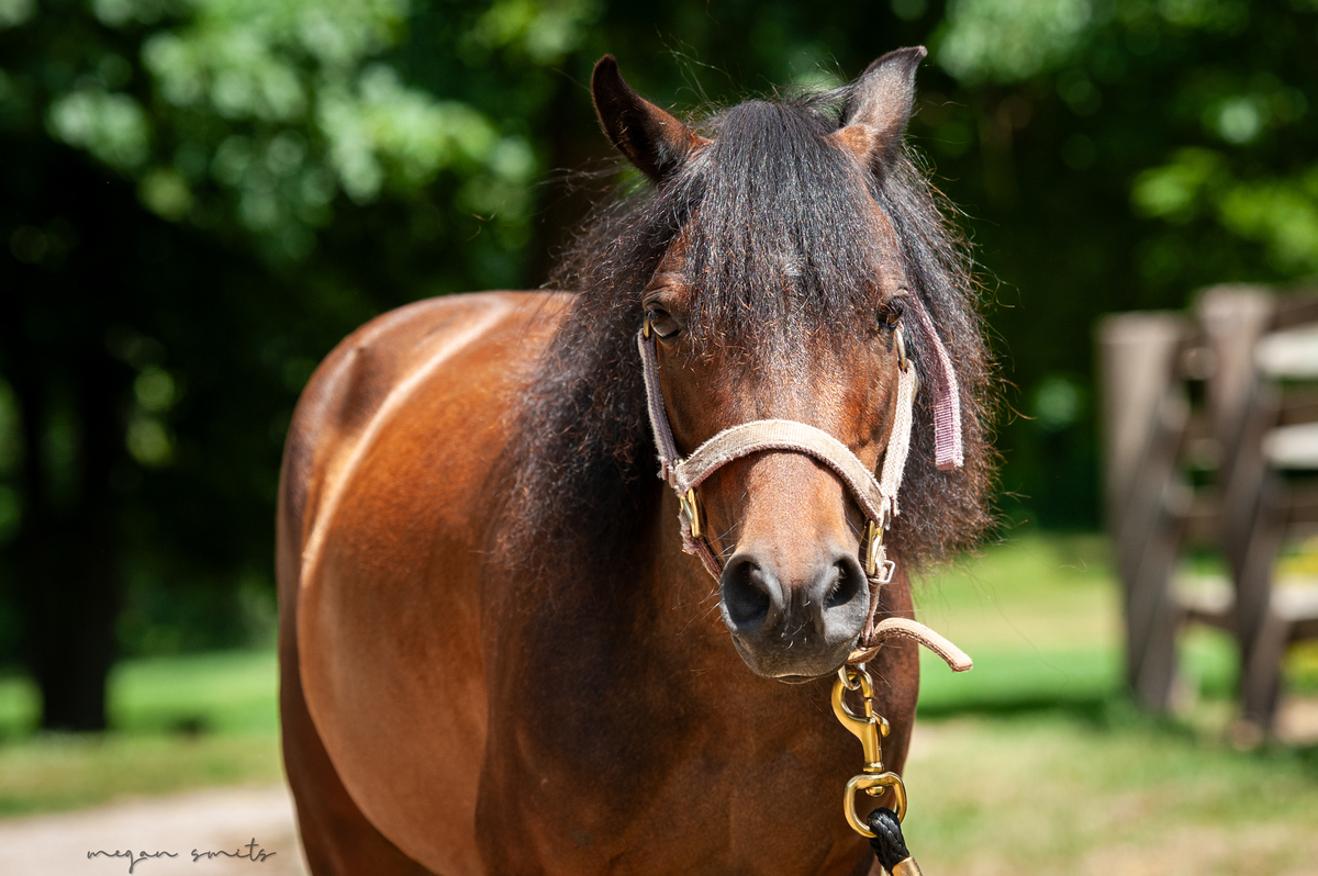 Berry, 5yo Pony mare, 10.2hh