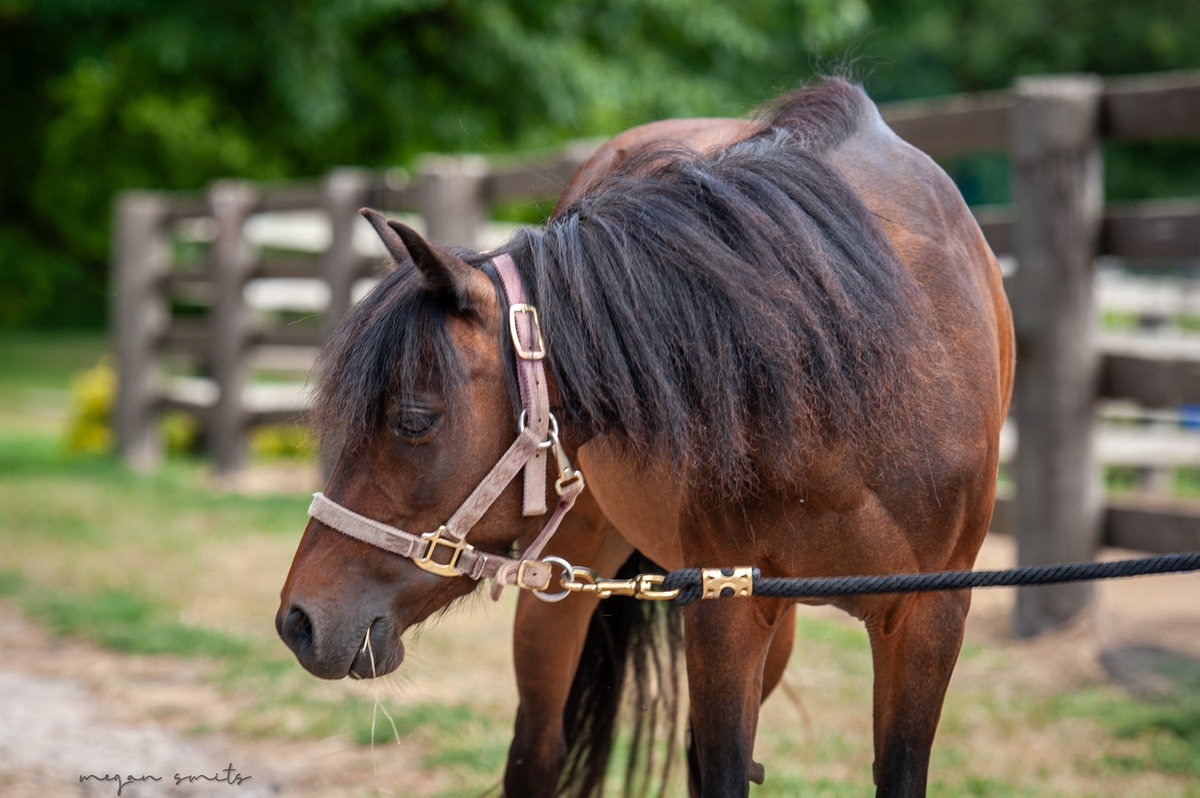 Berry, 5yo Pony mare, 10.2hh