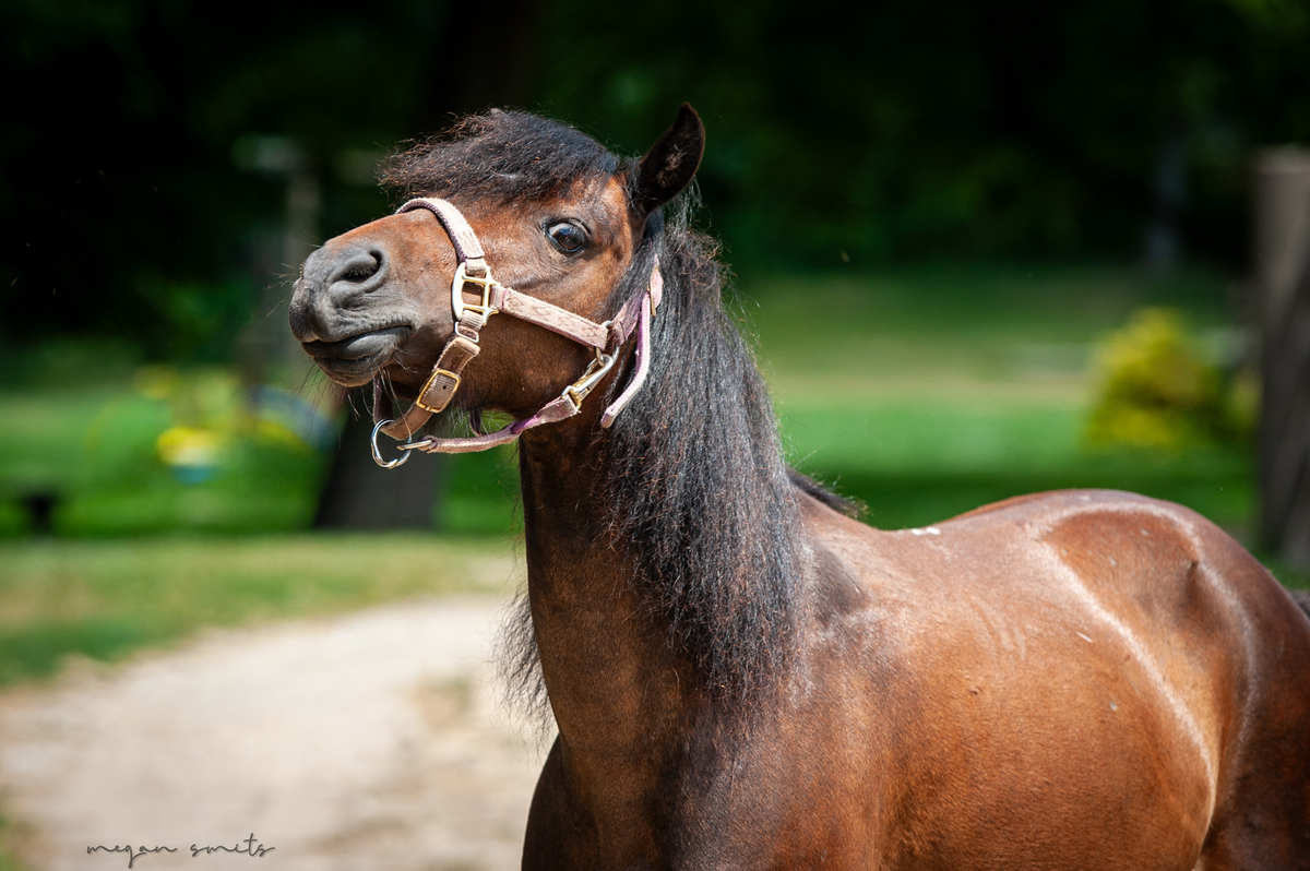 Berry, 5yo Pony mare, 10.2hh