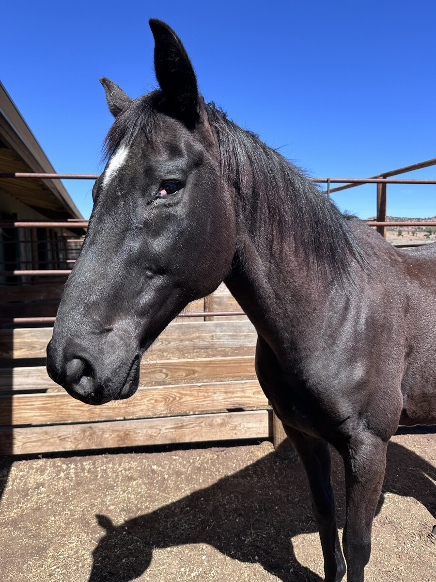 Dixie, 14yo Thoroughbred mare, 14.3hh