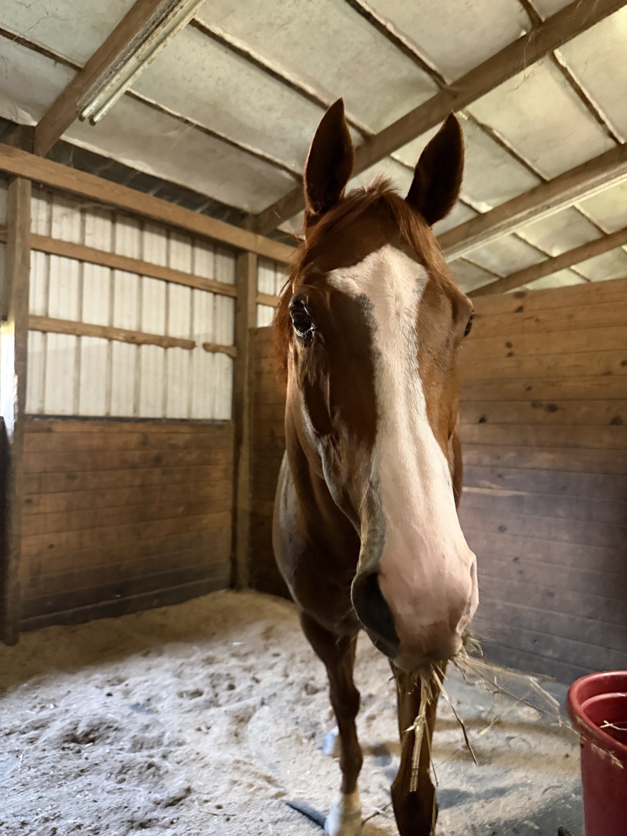 Fly The W "Queso", 10yo Thoroughbred gelding, 16.0hh