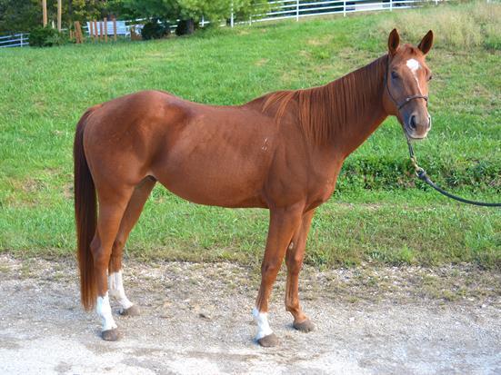Tiny Tim, 12yo American Quarter Horse gelding, 14.2hh