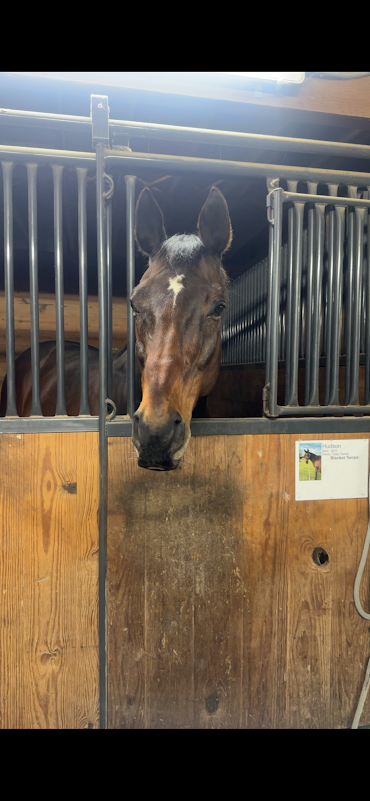 Hudson, 16yo Thoroughbred gelding, 16.3hh
