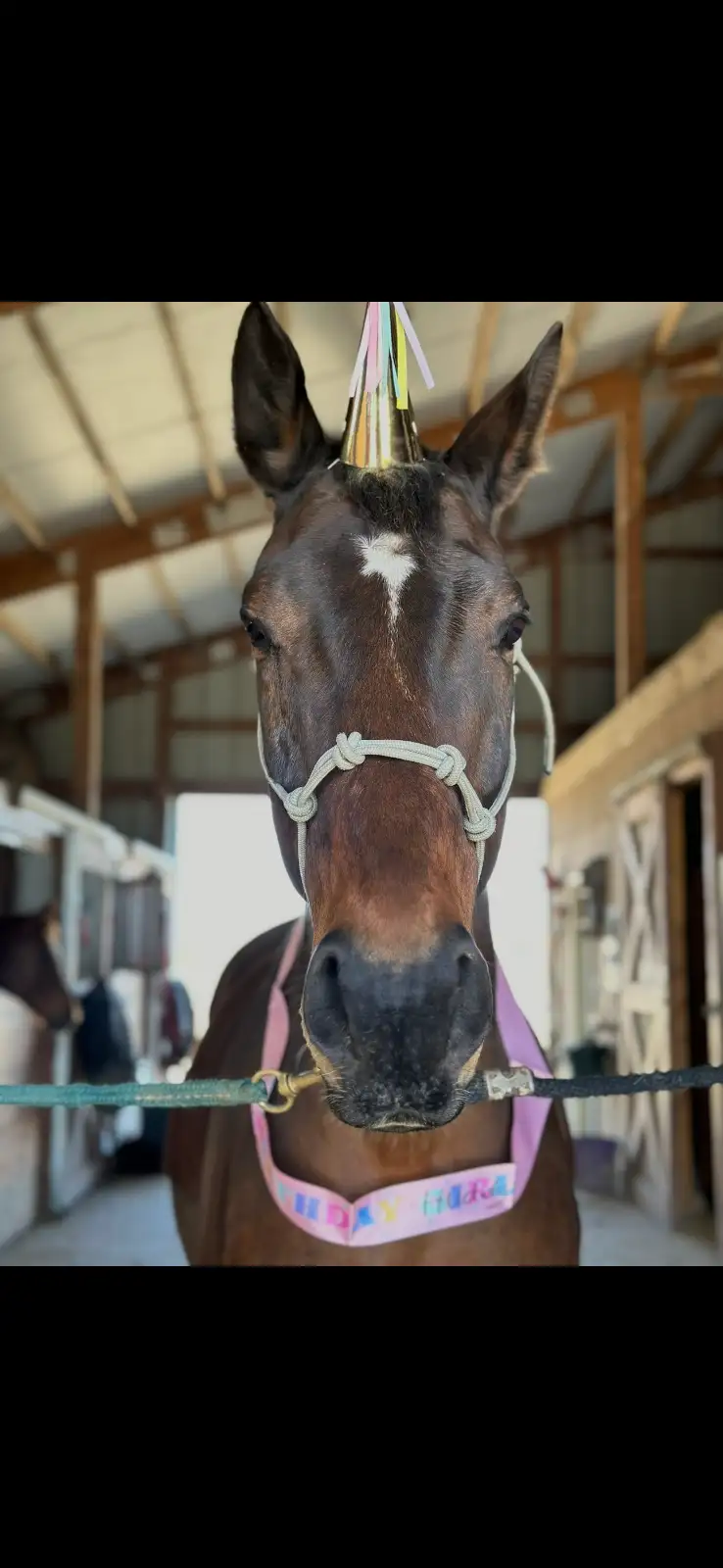 Hudson, 16yo Thoroughbred gelding, 16.3hh
