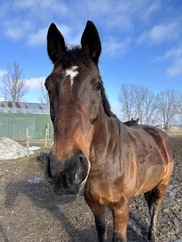 Hudson, 16yo Thoroughbred gelding, 16.3hh