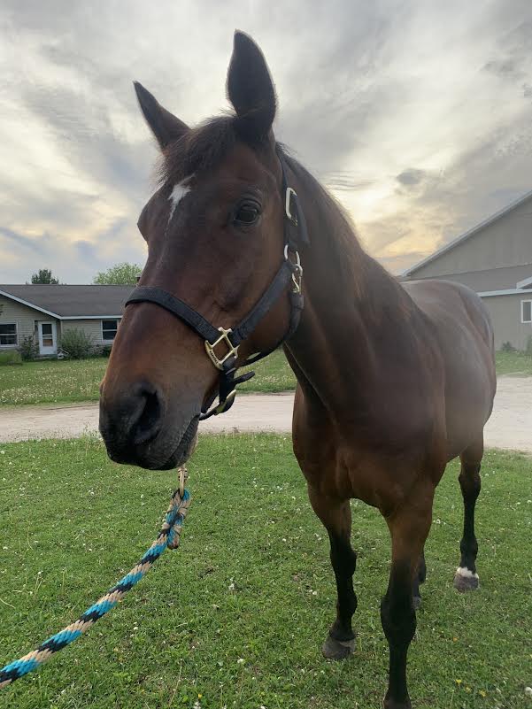 Hudson, 16yo Thoroughbred gelding, 16.3hh